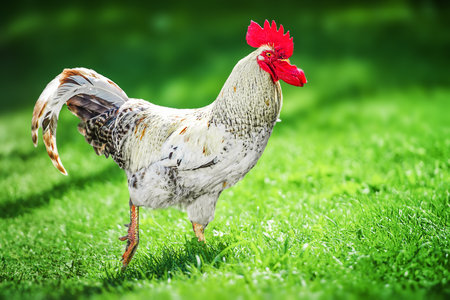 Fighting cock on white backgroundの写真素材