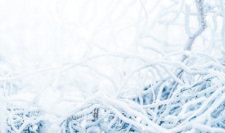 Christmas winter background with snow and blurred bokeh.の写真素材
