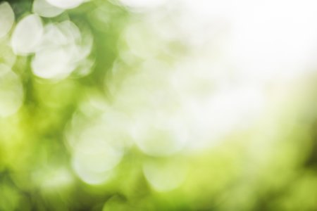 Green bokeh out of focus background from nature forestの写真素材