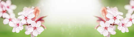 Spring concept. Cherry Blossom or Sakura flower on nature green background. banner photo.の写真素材