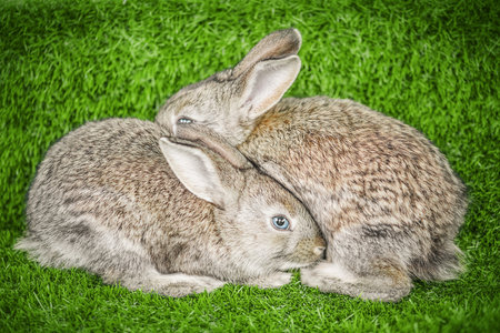 Two rabbits resting on a green grass nature background.の写真素材