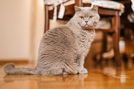Portrait of British Shorthair cat sits on a home backgroundの写真素材