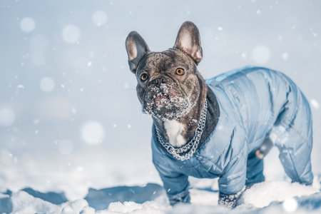 Active French Bulldog dog running and playing in the snow on the natureの写真素材