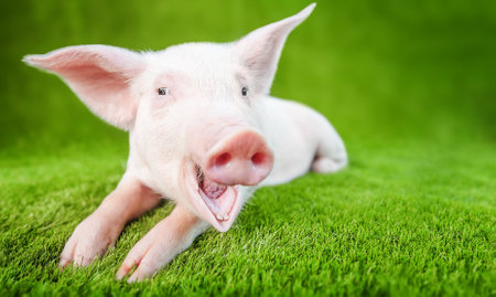 Funny young pig with a smile standing on the green grass.の写真素材