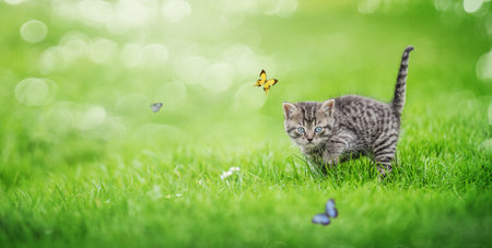 a playful cute kitten is hunting for flying butterflies, with copy spaceの写真素材