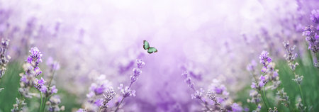 Beautiful lavender in the rays of light with flying butterflies, a fairy tale landscape, banner photoの写真素材