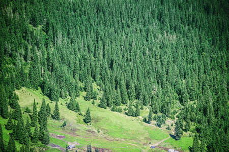 mountain landscape with fir forest in the Carpathian mountains, Ukraine, Europeの写真素材