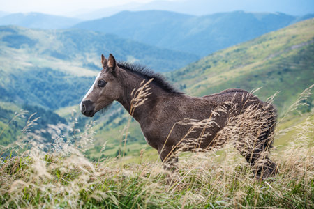 foal in the summer on a green field against the background of mountainsの写真素材