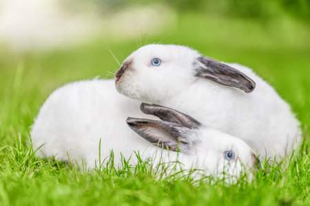Two white rabbits with black ears snuggled up to each other on the green grass. Beauty in nature.の写真素材