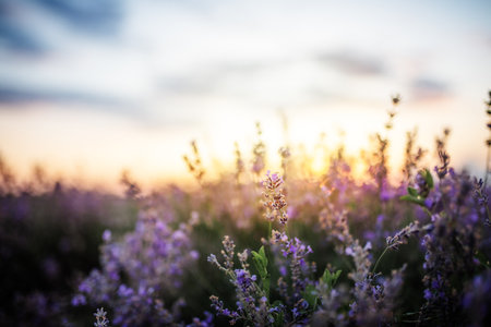 Beautiful violet lavender in the rays of light, fairy tale landscape.の写真素材