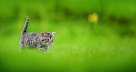 Cute tabby kitten on green grass backgroundの写真素材