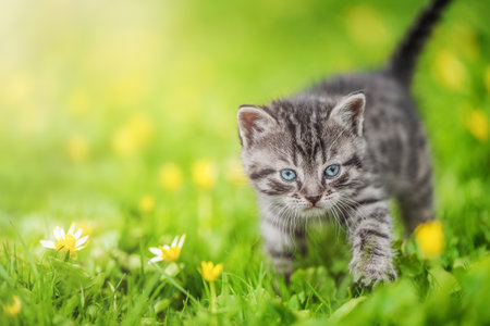 Cute tabby kitten on green grass and summer flowers backgroundの写真素材