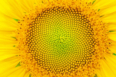 Sunflower and summer natural background. Sunflower blooming.の写真素材
