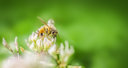 Bees collecting nectar in a white clover fieldの写真素材