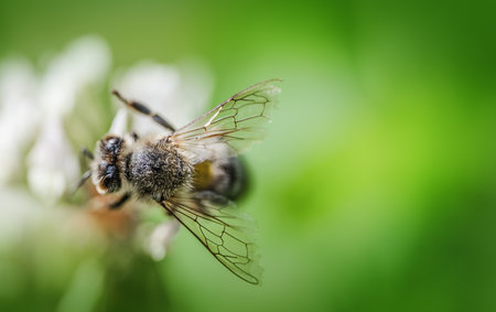 Bees collecting nectar in a white clover field, top view.の写真素材