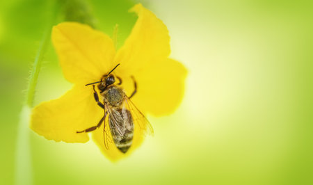 Bees collecting nectar in a yellow cucumber flowerの写真素材