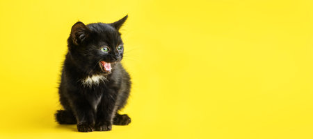 Funny screaming black kitten looking away in yellow background.の写真素材