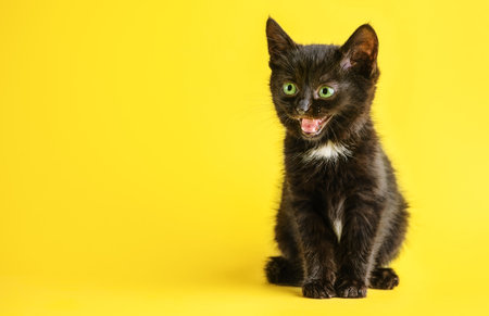 Funny happy surprised black kitten in yellow background.の写真素材