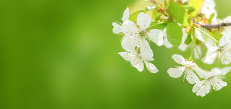 Close-up of white Apple blossoms flowers, on green nature backgroundの写真素材