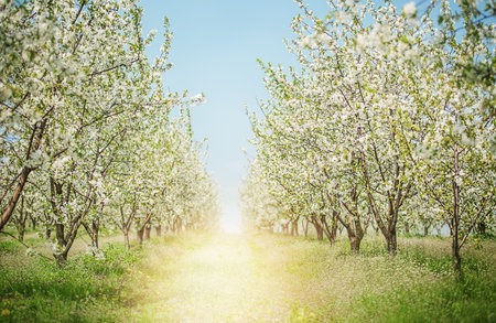 Apple blossom trees in sunny spring day on sunlight background. Nature conceptの写真素材