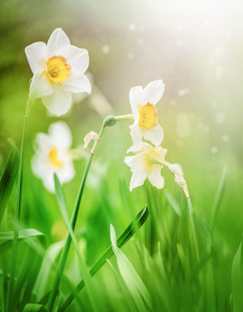 Spring flowers. Close up of narcissus flowers blooming in a gardenの写真素材