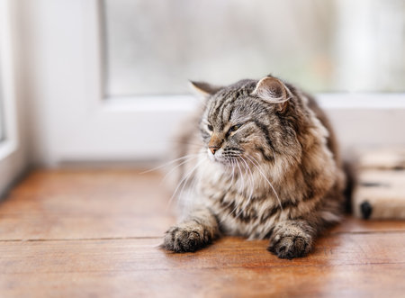 A beautiful kitty sits on the balcony and looks out the windowの写真素材
