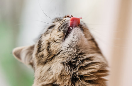 Funny kitty looks up and shows tongueの写真素材