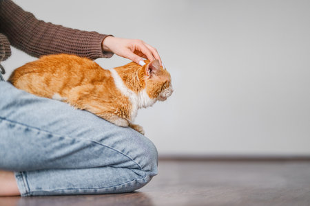 Portrait of cute red cat lying with owner at home.の写真素材