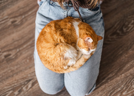 Portrait of cute red cat lying with owner at home.の写真素材