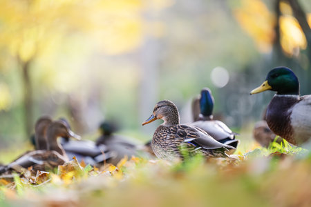 Amazing mallard ducks in nature, autumn time.の写真素材