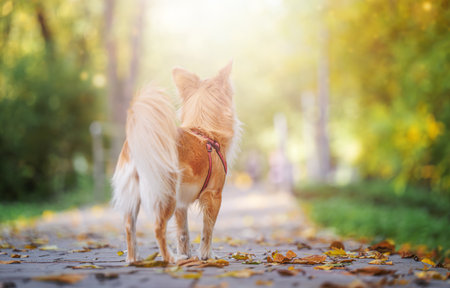 dog walking in a summer park and looking awayの写真素材