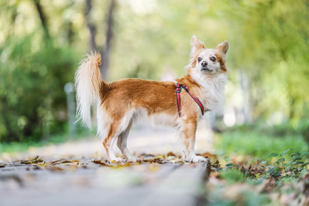 dog walking in a summer park and looking happyの写真素材