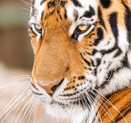 Close up of the face of an Amur Tiger also called a Siberian tiger.の写真素材