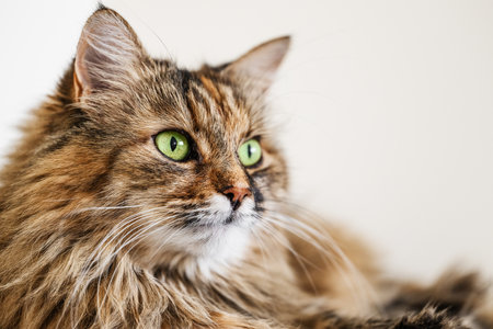 Cute Norwegian Forest cat sitting looking awayの写真素材