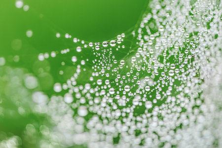 The spider web with dew drops on green nature backgroundの写真素材