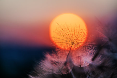 Dandelion silhouette against sunset with seeds blowing in the wind, summer concept. Beauty in natureの写真素材