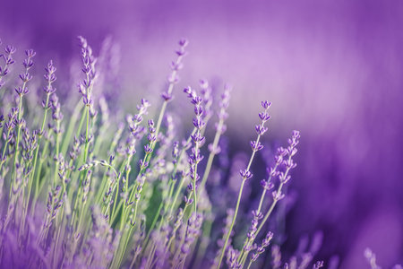 Beautiful lavender in the rays of light, a fairy tale landscape, summer timeの写真素材