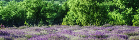 Beautiful violet Lavender field summer sunset landscapeの写真素材