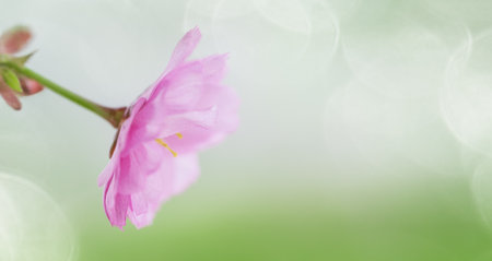 Cherry Blossom or Sakura flower on nature green background, banner photo.の写真素材