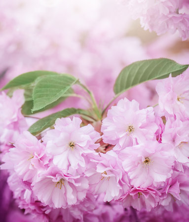 Cherry Blossom or Sakura flower background, summer photo.の写真素材