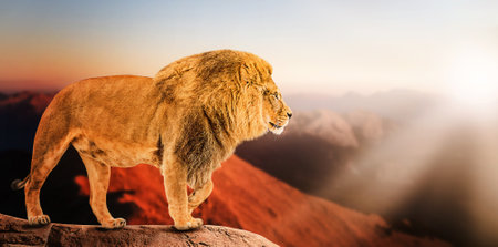 Single lion looking regal standing proudly on a hill, power conceptの写真素材