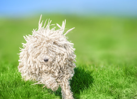 Cute Hungarian puli dog on green grass on the Carpathian mountains, Ukraine, Europe.の写真素材