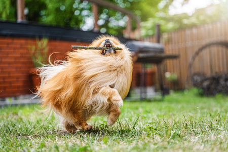 Happy white Pomeranian running in a garden with a stick in his teethの写真素材