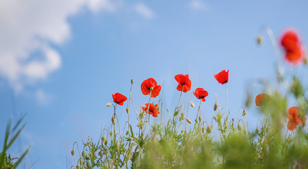 Poppy flowers against a bright blue sky backgroundの写真素材