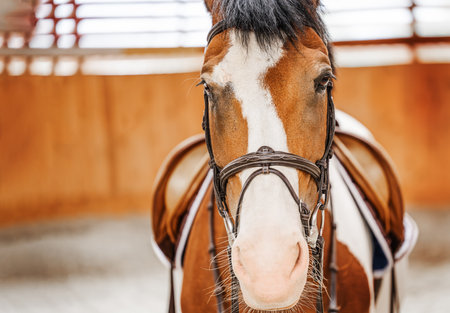Portrait of a dressage horse in training in the arena.の写真素材