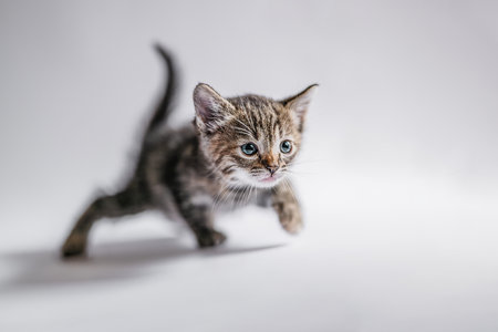 A little incredible kitten takes its first steps.の写真素材