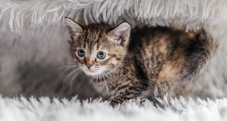Cute tabby kitten on grey soft blanket.の写真素材