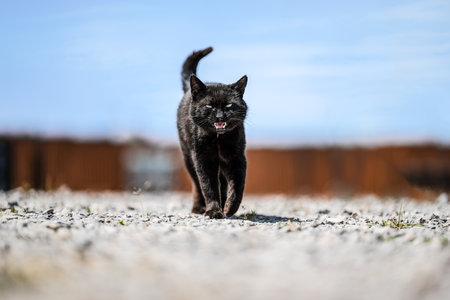 a beautiful black cat is walking and meowing in his yardの写真素材