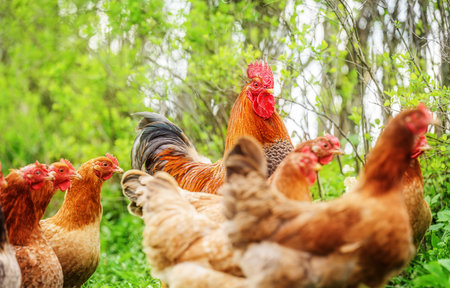 Beautiful Rooster and hens standing on the grass in nature green backgroundの写真素材