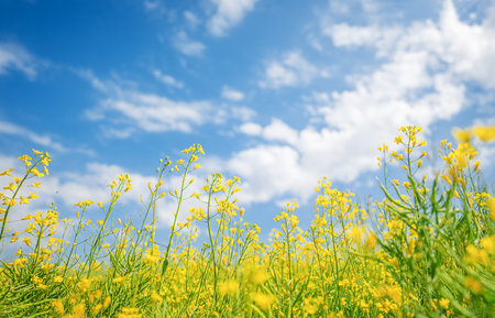 Field of colza rapeseed yellow flowers, Ukraine agriculture